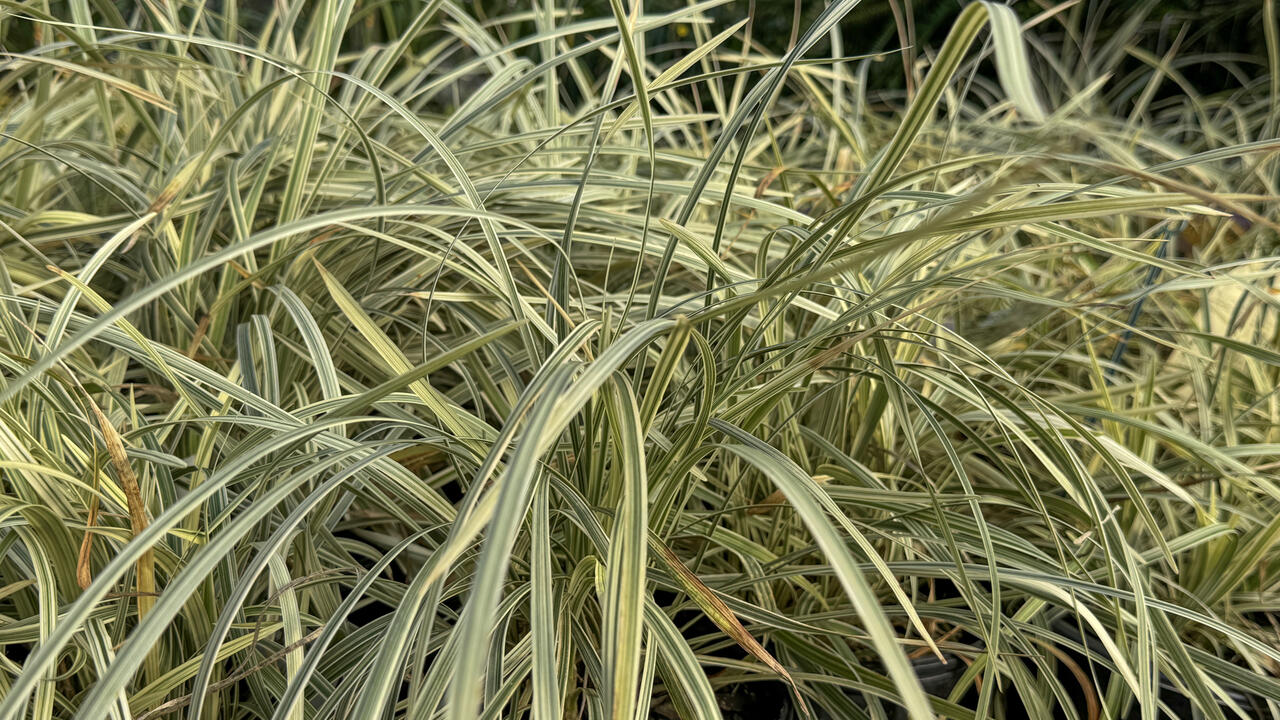 Standout foliage keeps winter gardens lively | Mississippi State