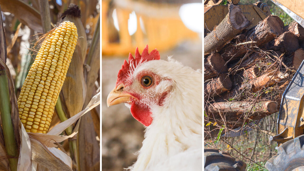 A graphic shows a chicken, an ear of corn and logs on a truck.