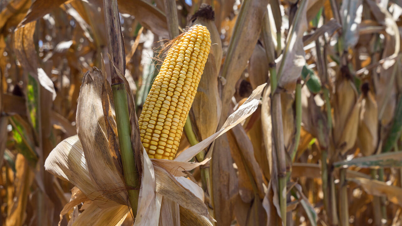 An exposed ear of corn is attached to the stalk.