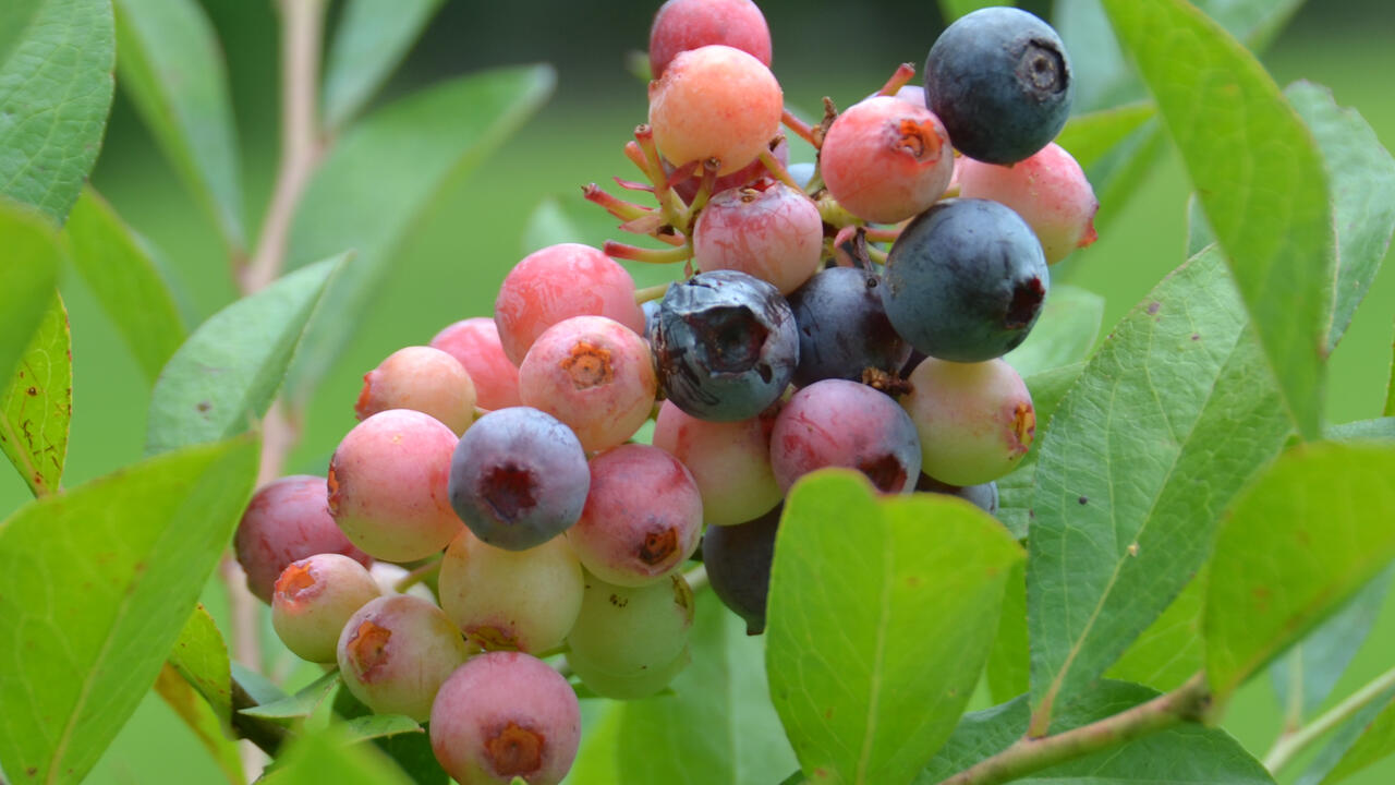A closeup of blueberries on the bush.