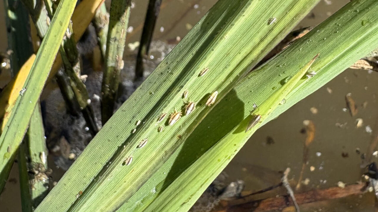 Tiny insects gather on green plant stalks in water.