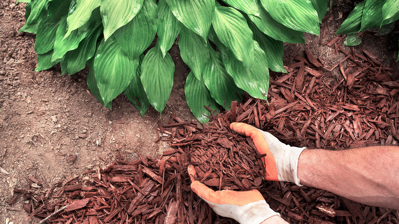 Gloved hands apply bark mulch around a hosta plant.