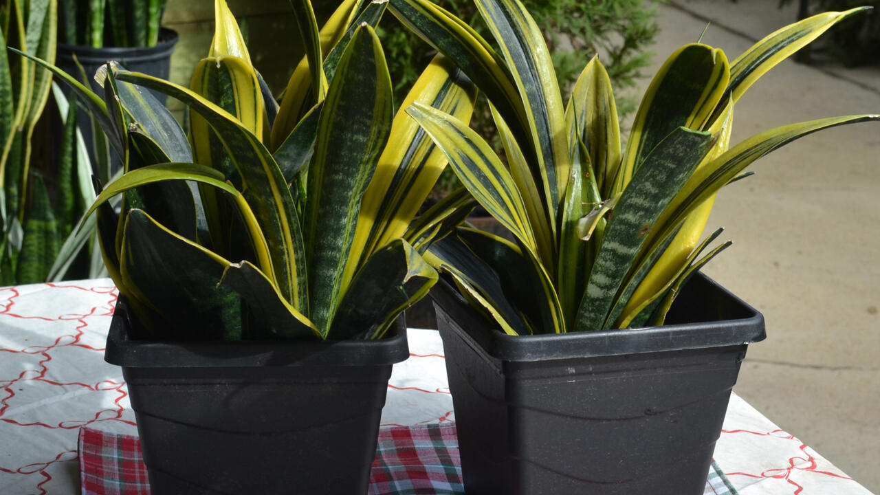 Two plants in black pots with upright leaves striped in bright yellow and green.
