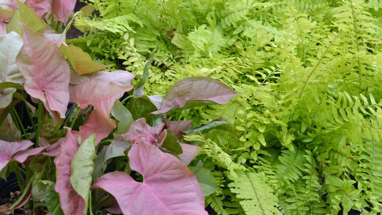A plant with pink heart-shaped leaves grows next to neon green ferns.