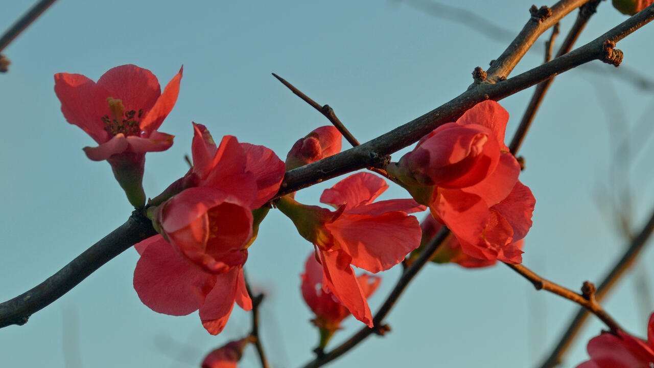 Red flowers bloom on bare branches.