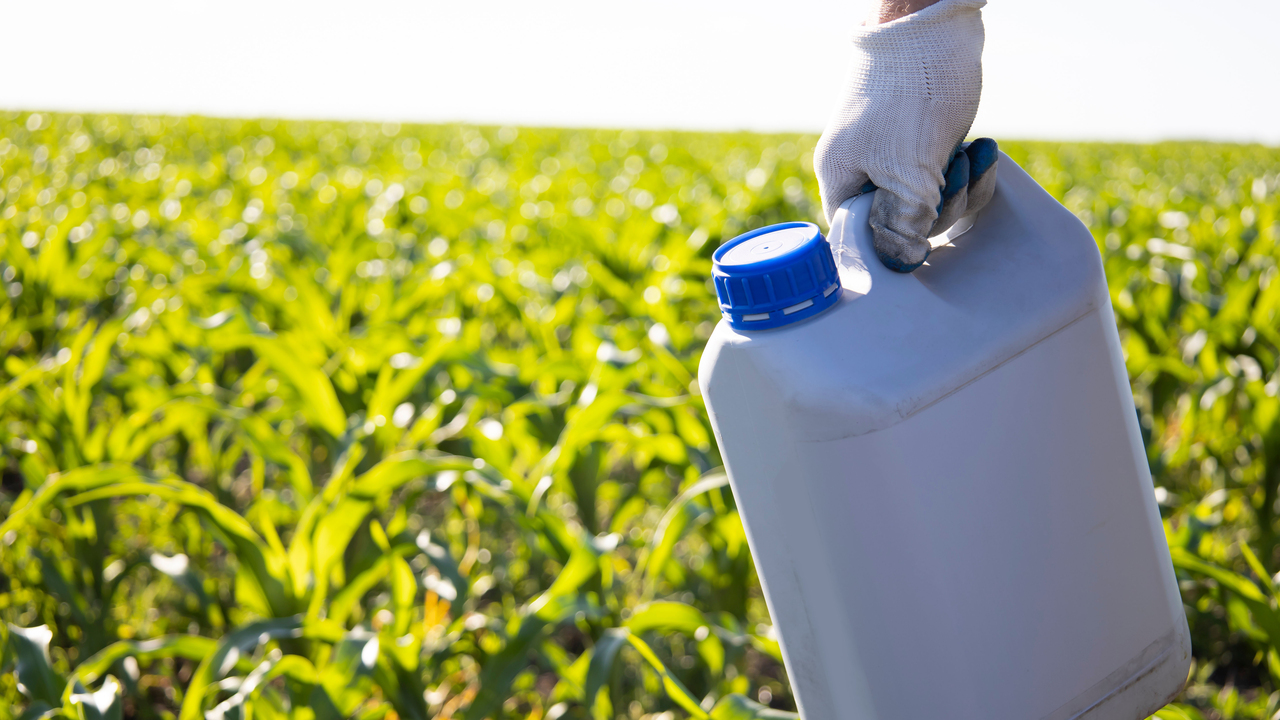 A gloved hand holds a canister against a background of corn. 