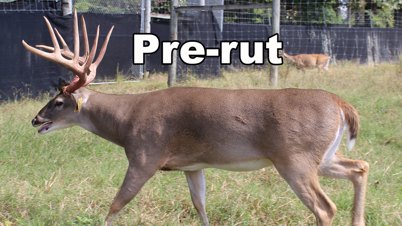 Composite image showing a white tailed buck before the rut with full antlers and a muscular body, and after the rut appearing noticeably thinner.