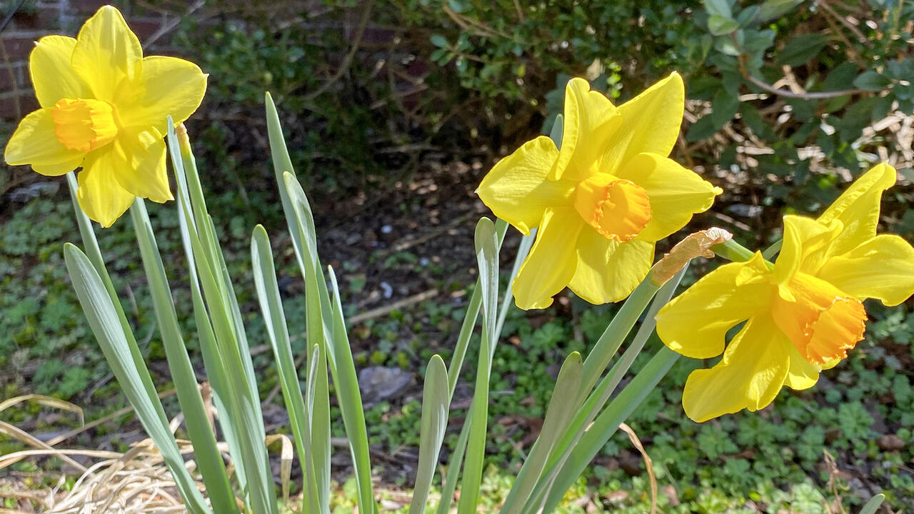 Two daffodils have yellow petals and yellow centers.