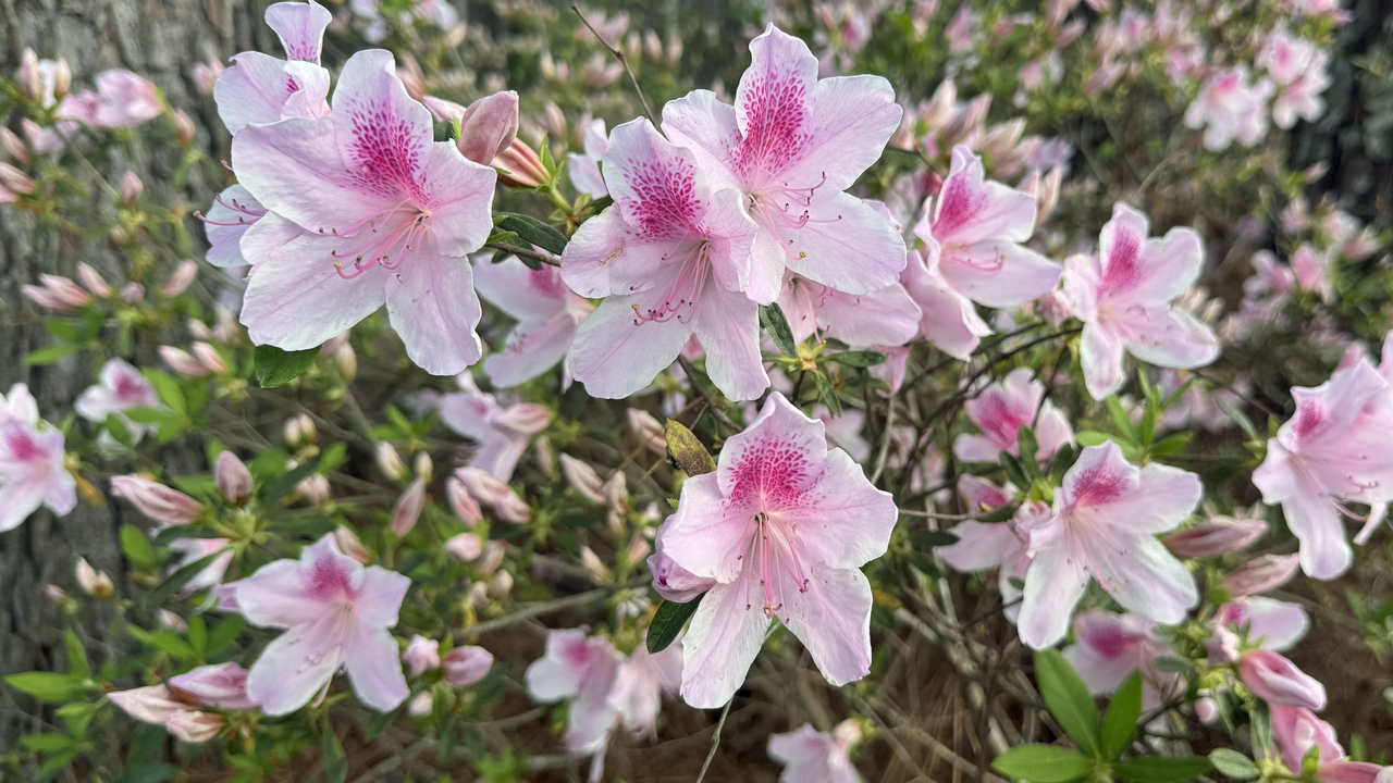 Light pink blooms cover the branches of a shrub.