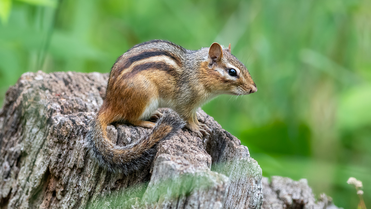 An Eastern chipmunk sits on a stump.