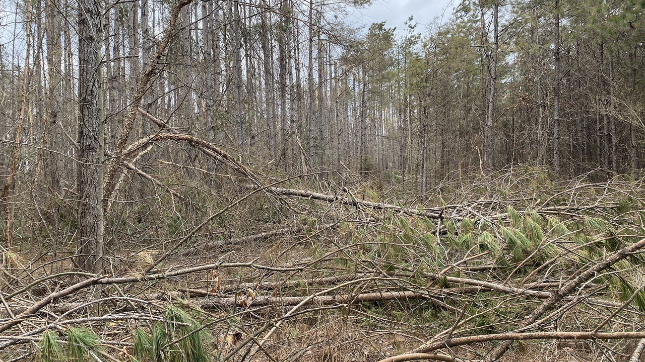 Downed pine limbs scattered across a forest floor with standing trees in the background.