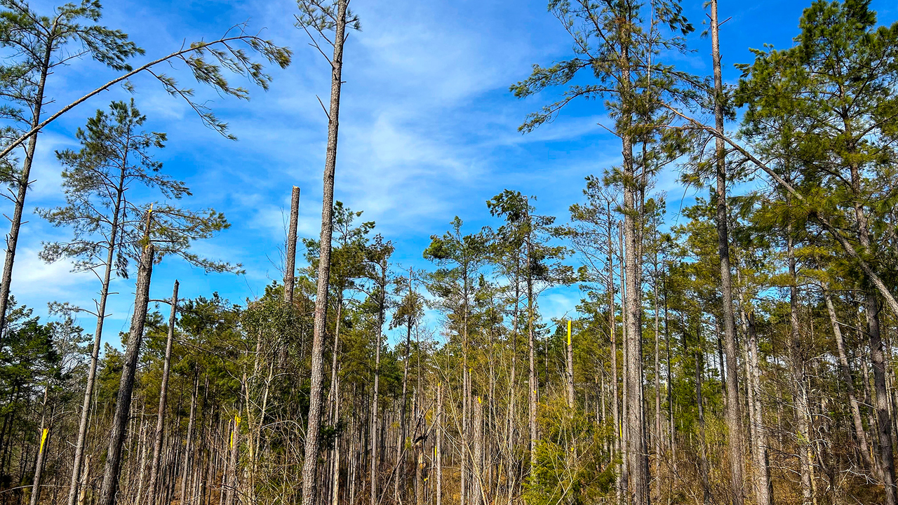 A large stand of trees shows a portion with broken trunks and limbs.