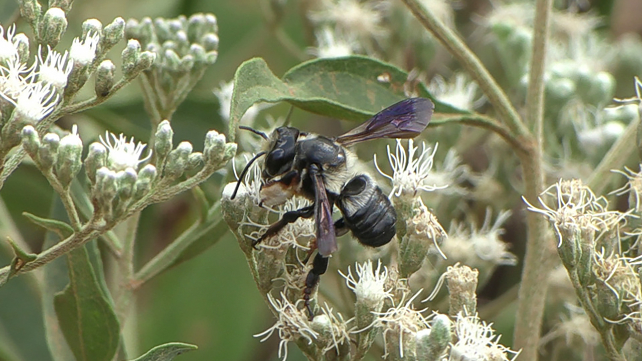 A black and white bee rests on small white flowers.