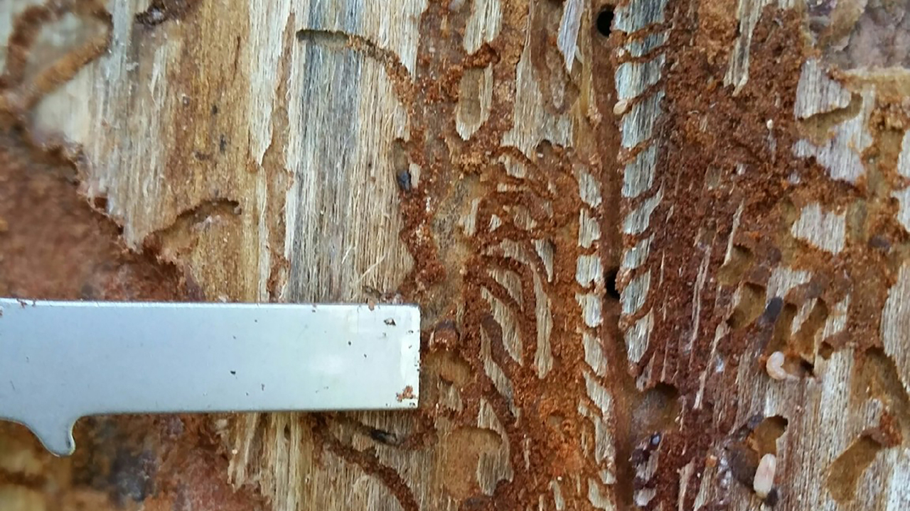 Closeup of the underside of tree bark showing the galleries, or winding tunnels, that pine bark beetles dig.