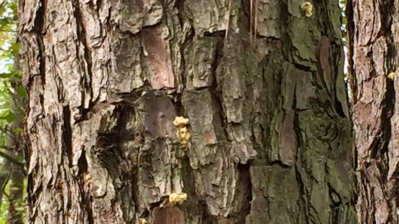 Small white balls attached to the side of a pine tree.