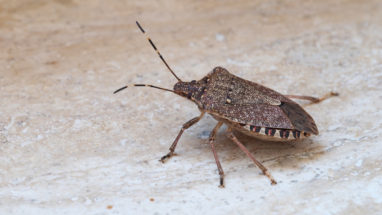 Brown stink bug.