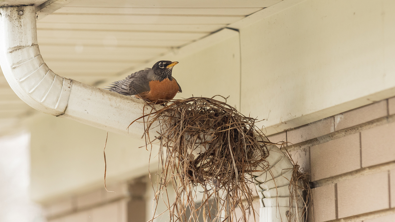A robin building a nest on the gutter of a home.