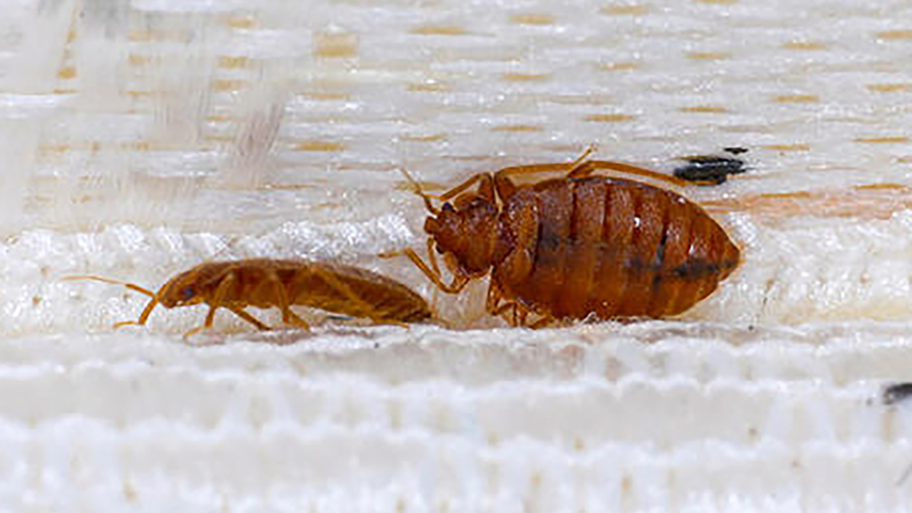 Bed bugs on a mattress