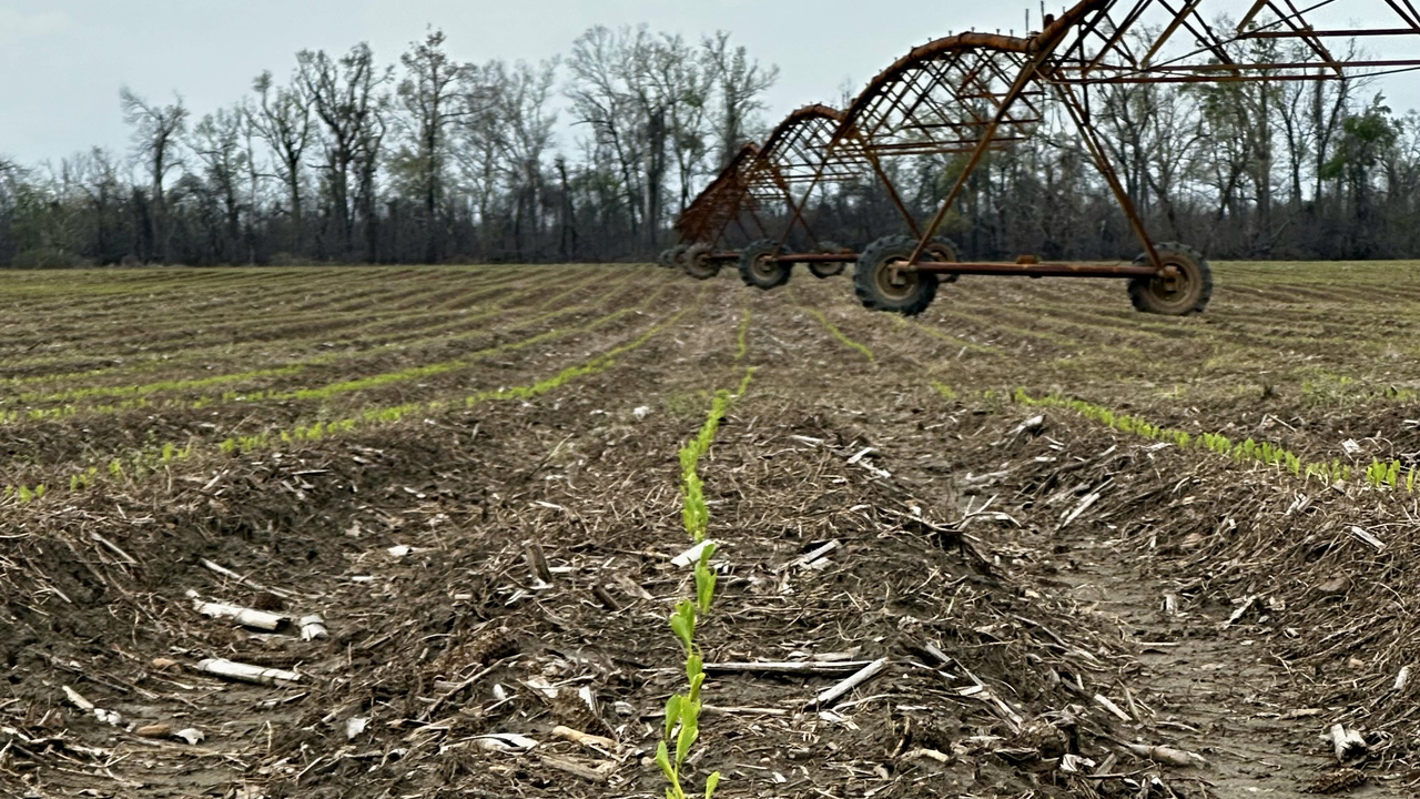 Small green plants grow in a row toward an overhead irrigation sprinkler.
