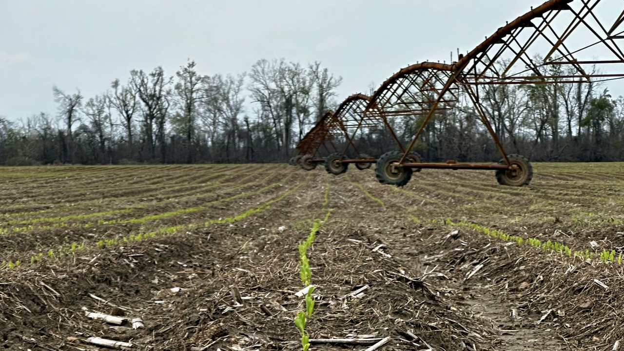 Small green plants grow in a row toward an overhead irrigation sprinkler.