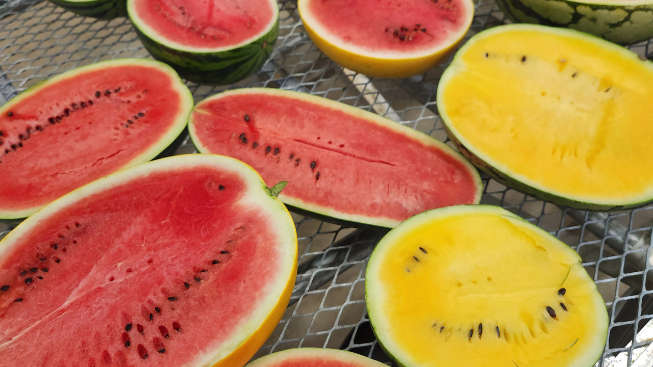 Watermelons have been split open to display red, yellow or white flesh.