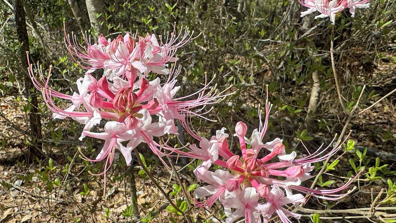Delicate flowers bloom in shades of pink on a shrub.