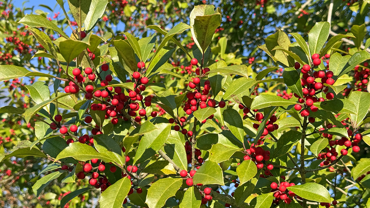 Savannah holly performs strong in Southern sites | Mississippi