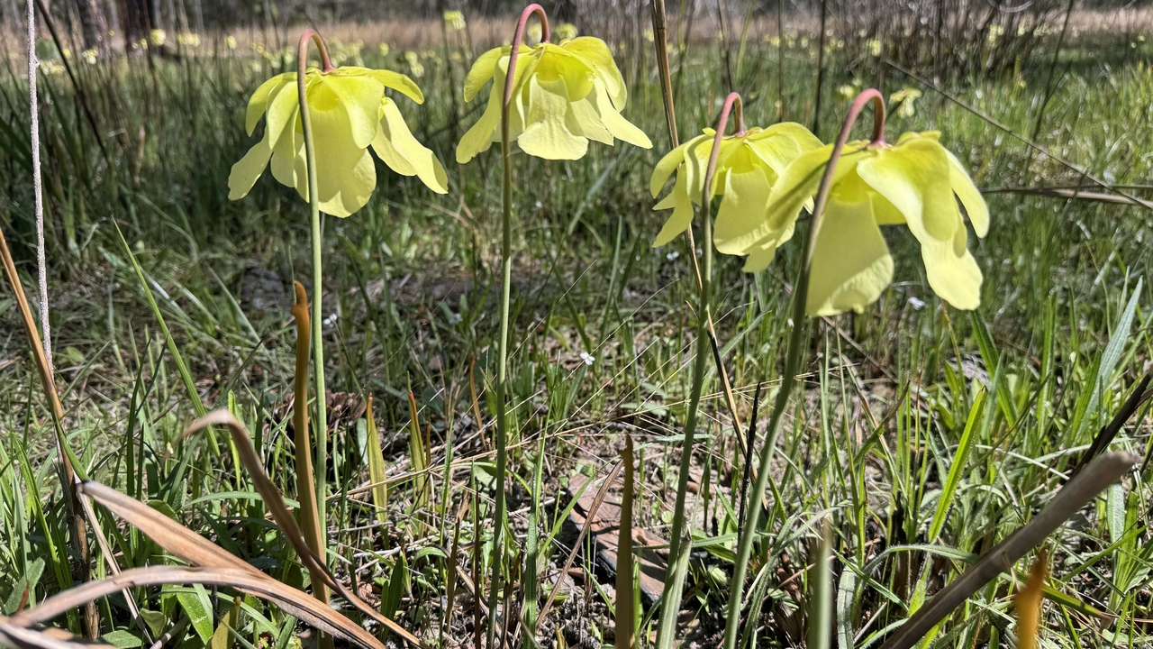 Four yellow flowers on tall stems face the ground.
