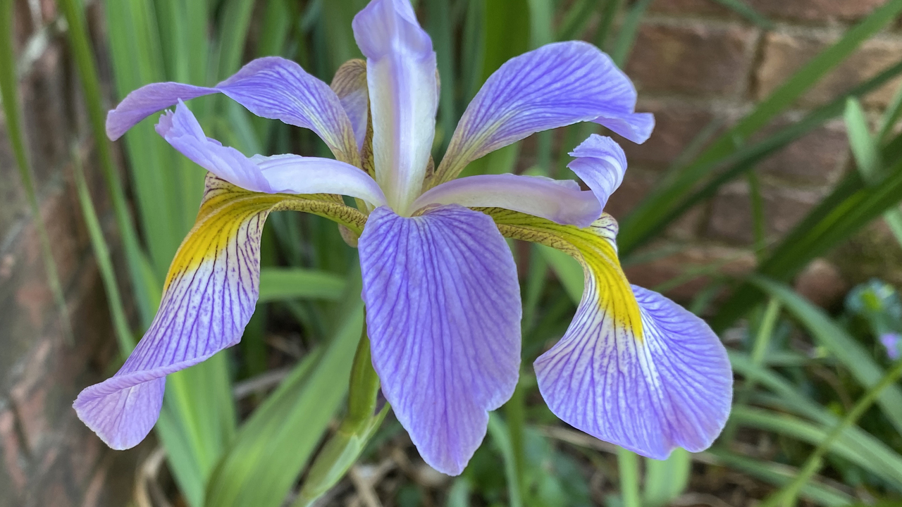 A single iris flower has blue petals with a yellow accent.
