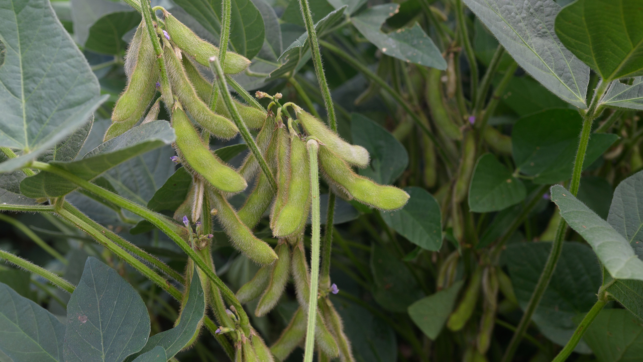 Green soybeans hang on a plant.