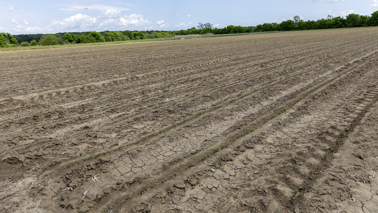 A gray field has rows of tiny plants emerging from dry soil.