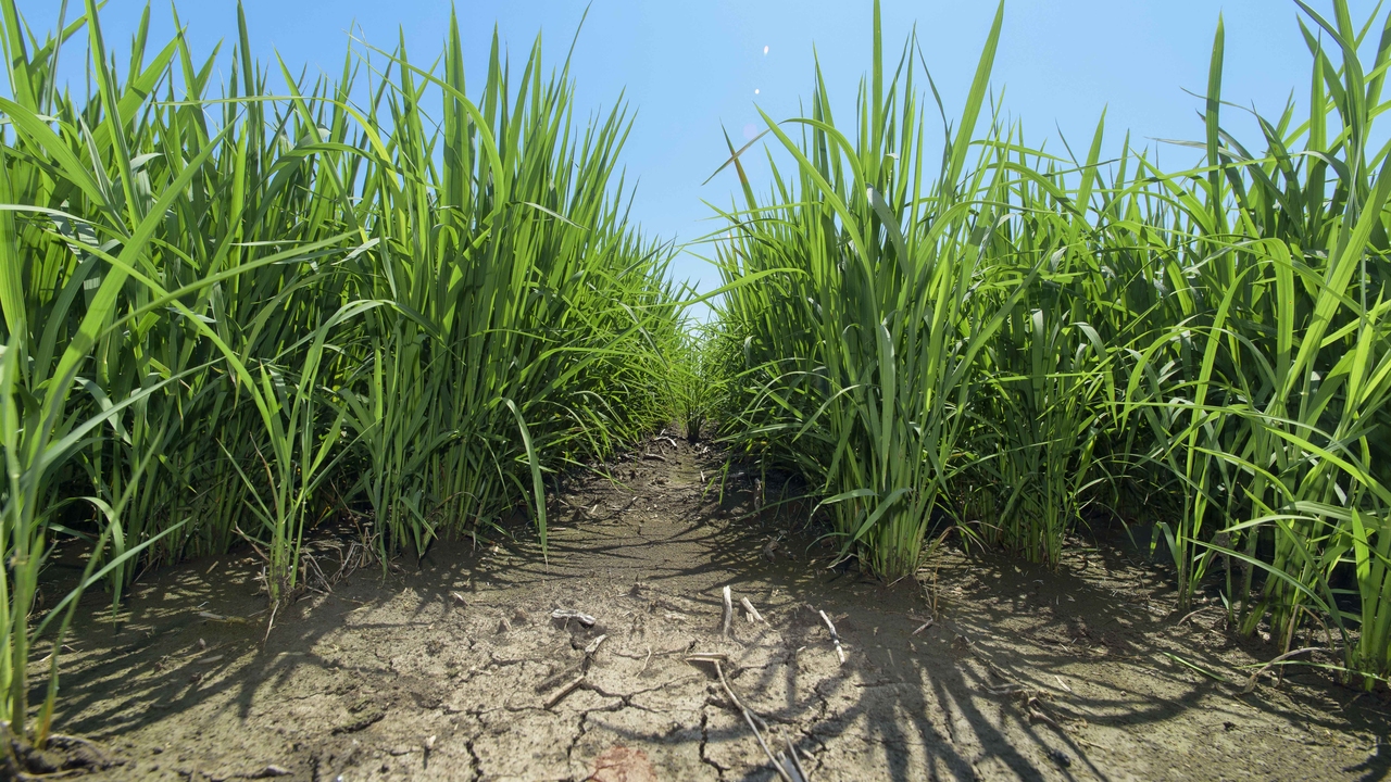 Rice grows in a dry field with cracks in the ground.