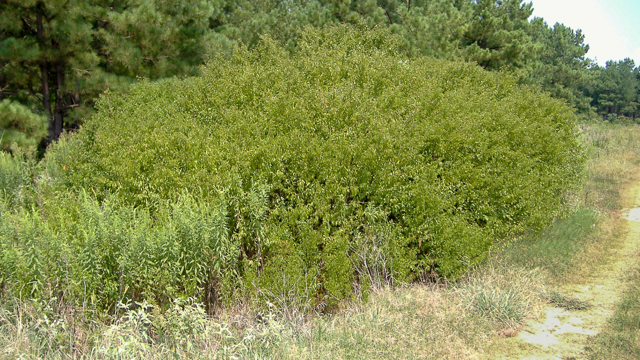 Chickasaw plum thicket with pine trees in the background.