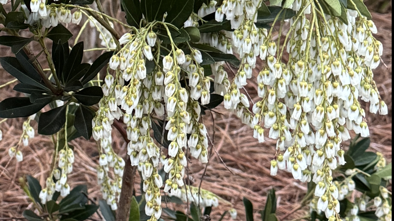 Clusters of white flowers hang from a branch.