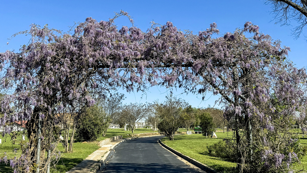 An arch over a road is covered in a vine with purple blooms.