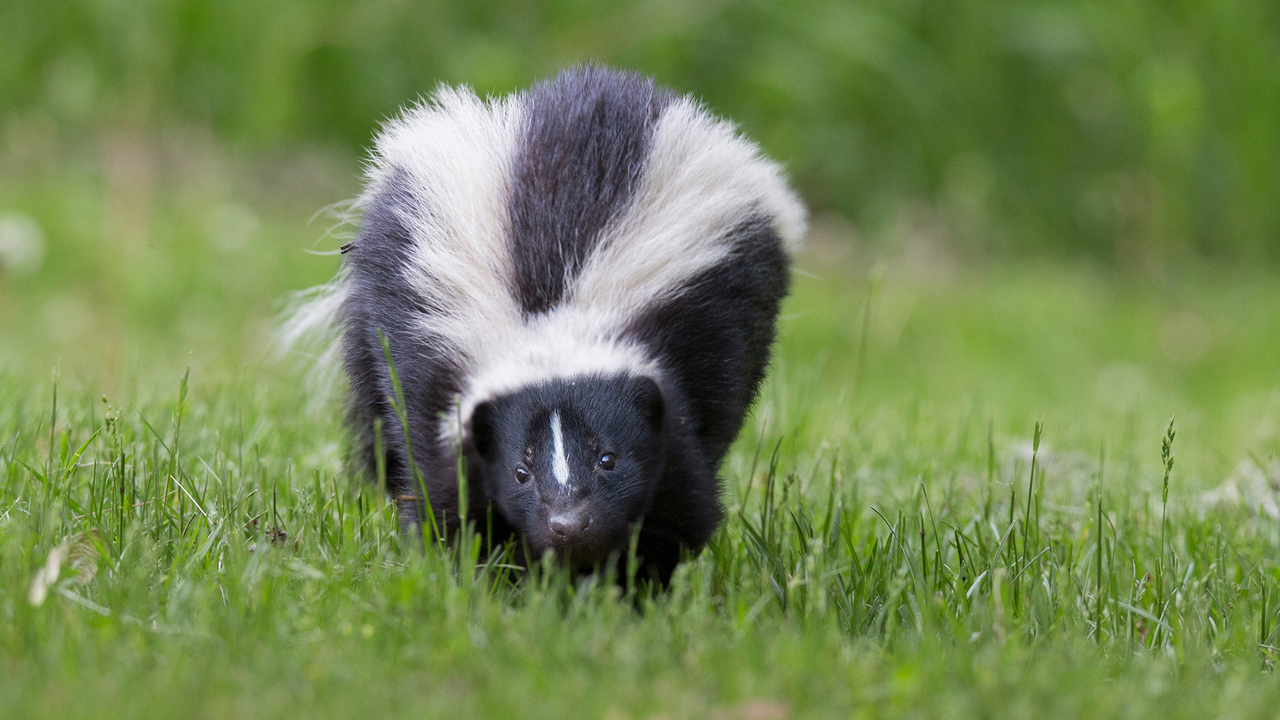 Striped black and white skunk