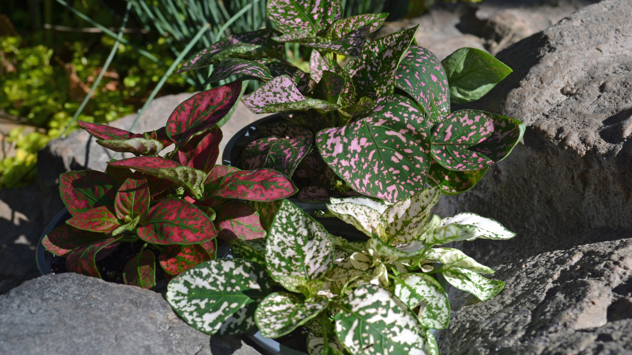 Polka Dot Plants are a fun addition to gardens | Mississippi State