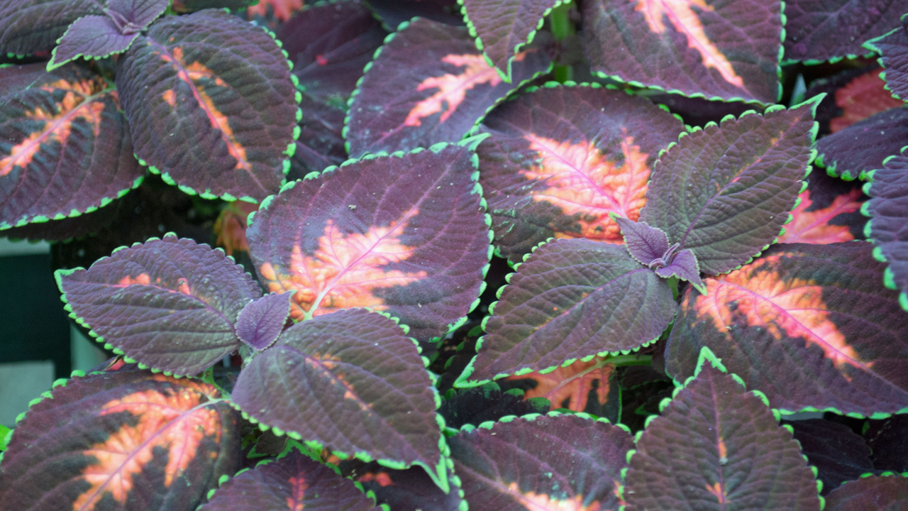 Coleus foliage can be as exciting as flowers | Mississippi State