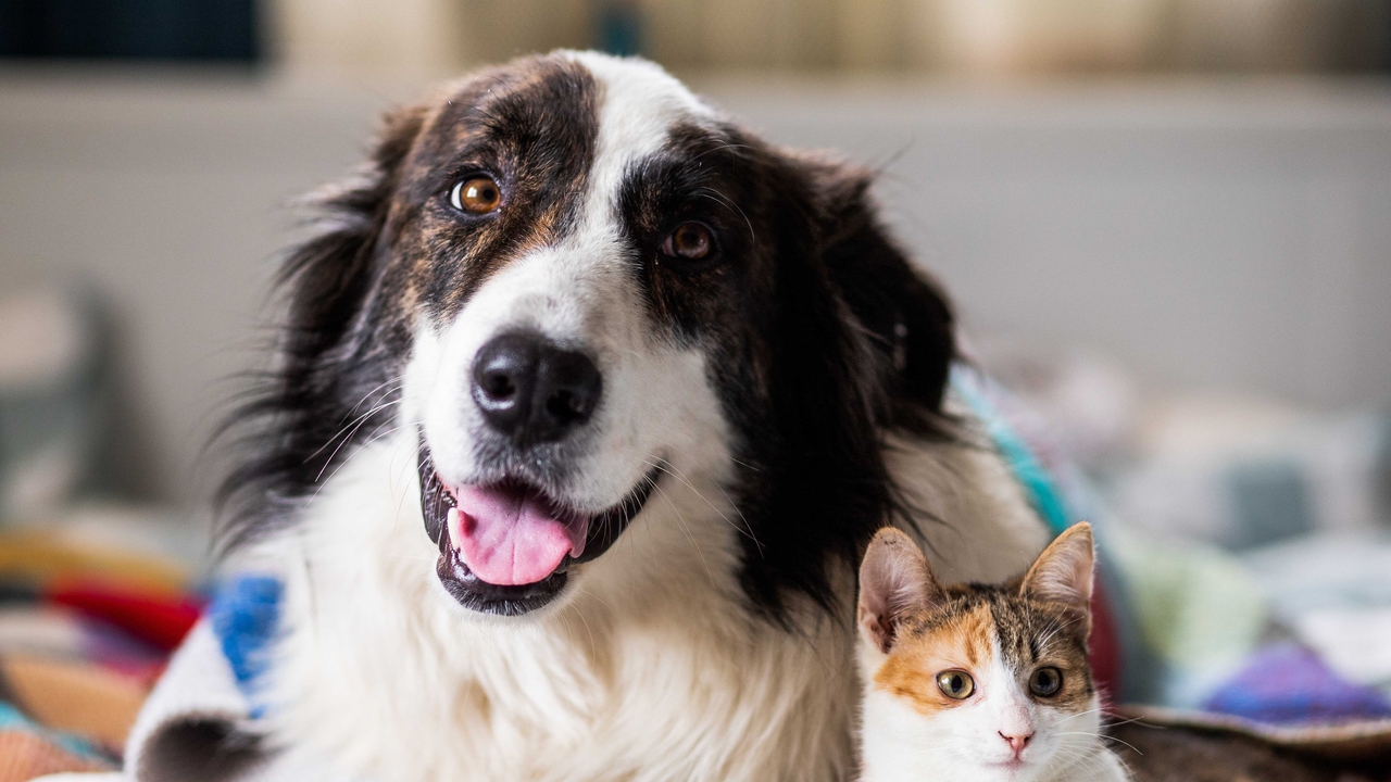 A cat and dog lying on a bed.
