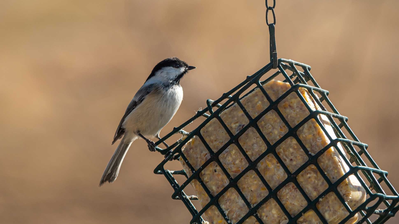 A chickadee on a bird feeder.