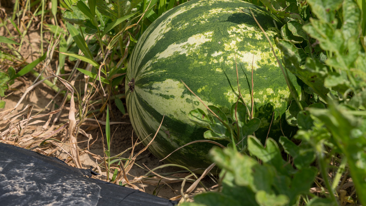 A green watermelon grows on the ground in a field.