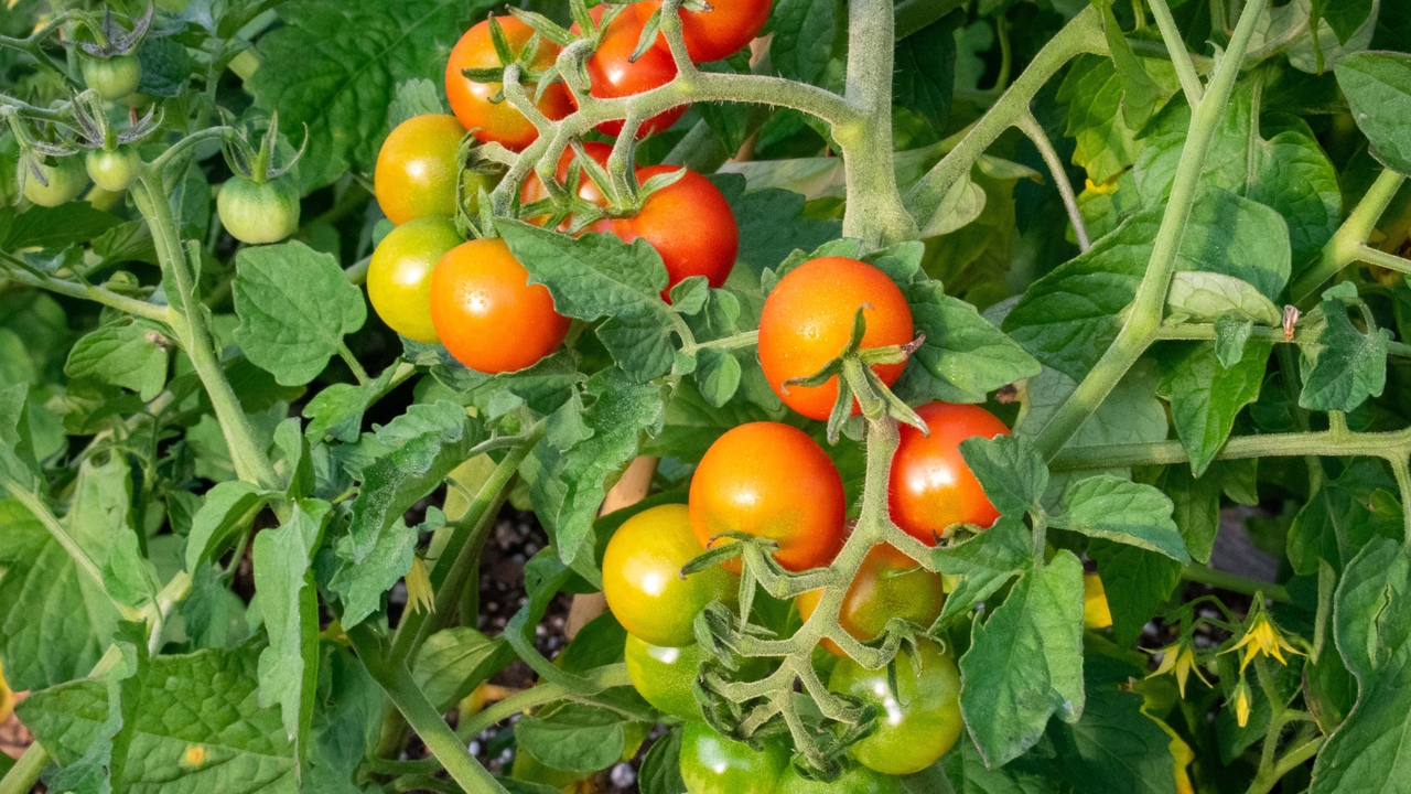 Clusters of small tomatoes range from green to red.