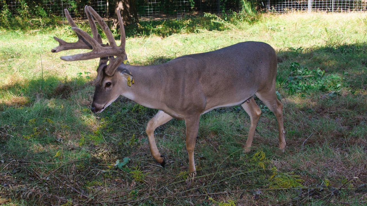 A deer with antlers walks in a fenced area.