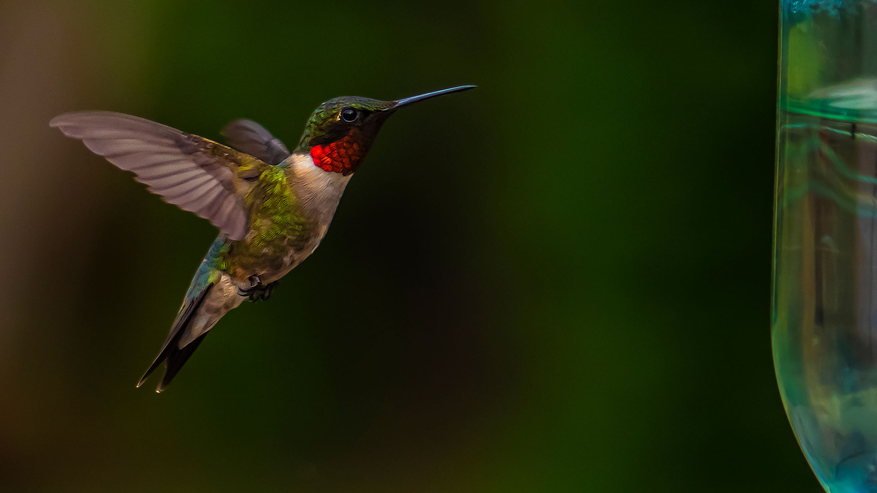 Ruby-Throated Hummingbird