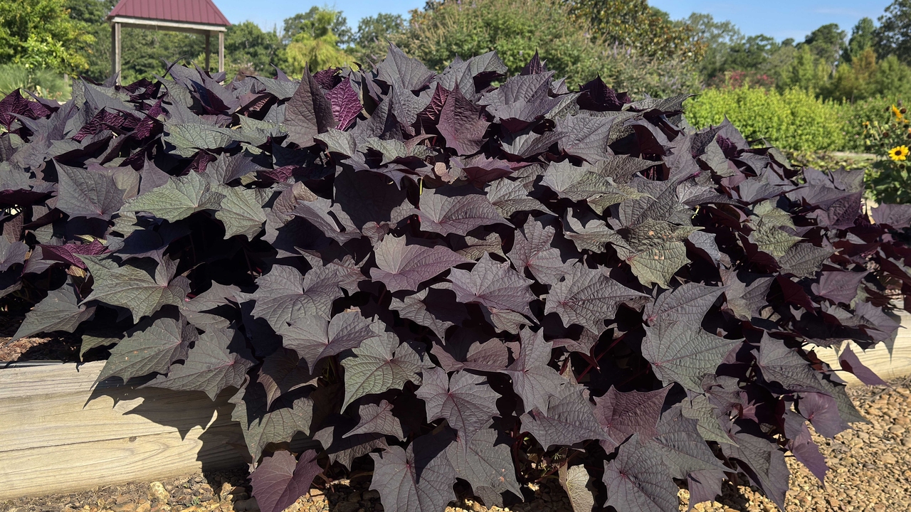 A vine with dark purple leaves grows over a wooden garden barrier.