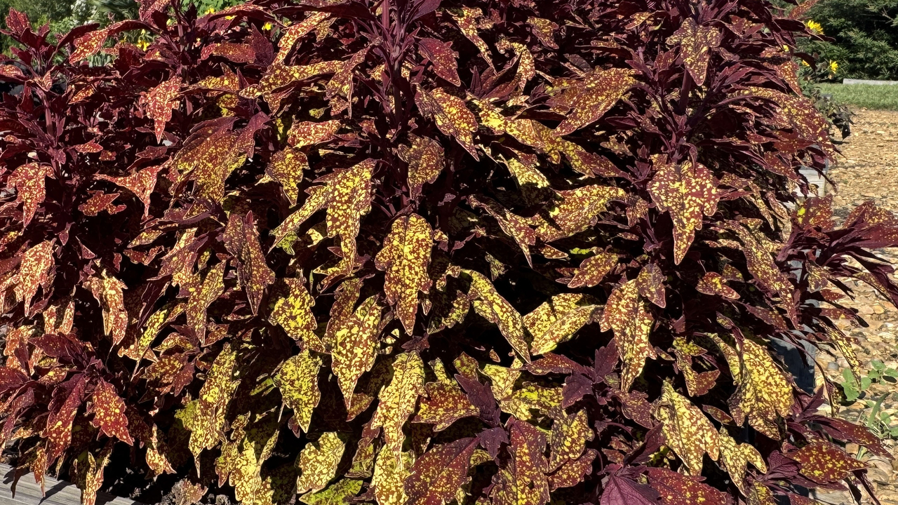 Modern coleus selections add color despite the heat | Mississippi State ...