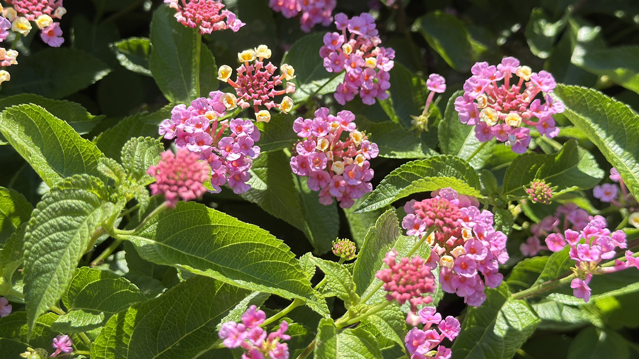 Clusters of small pink flowers cover a bush.