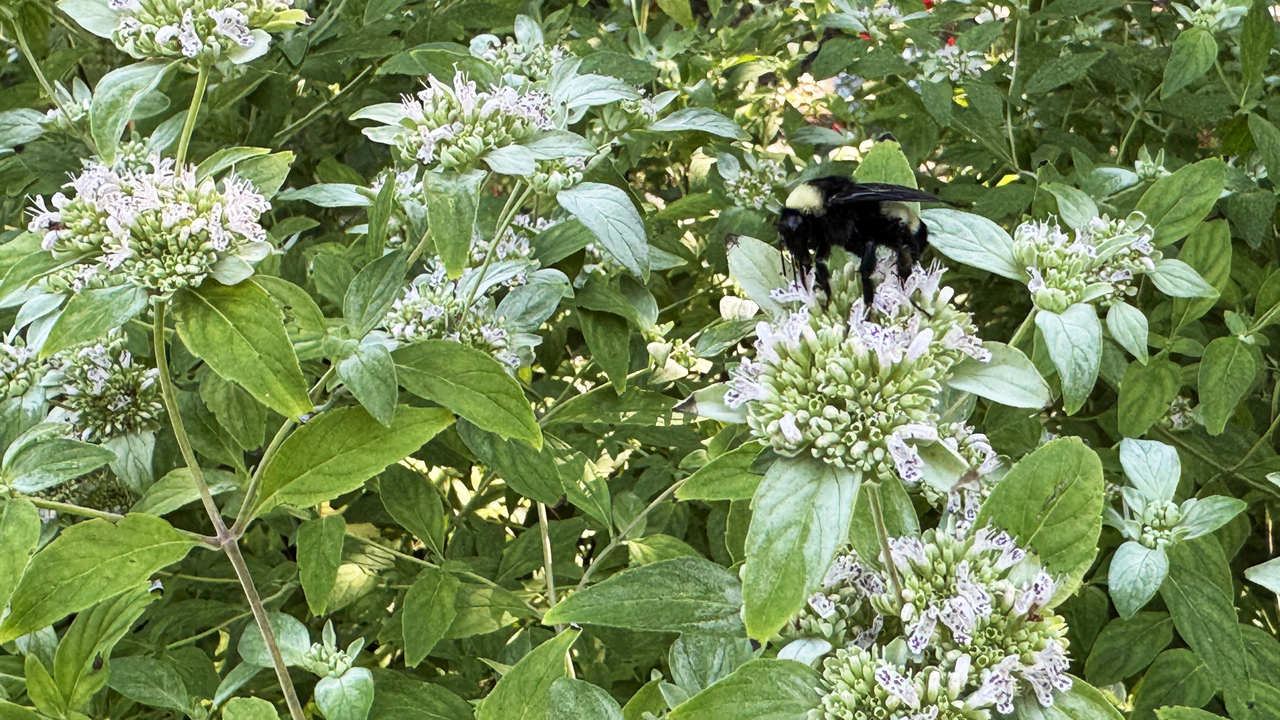 Tiny white flowers grow in clusters on a bush.