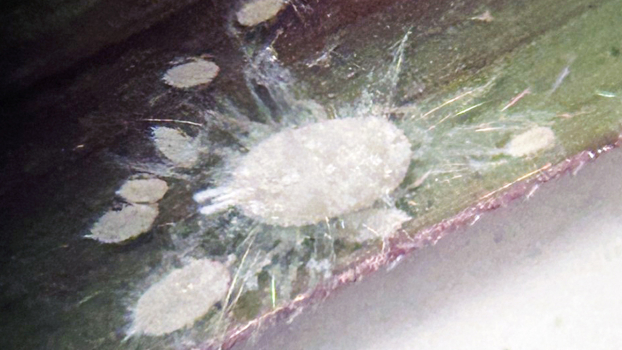 Closeup of pasture mealybugs on a blade of grass.