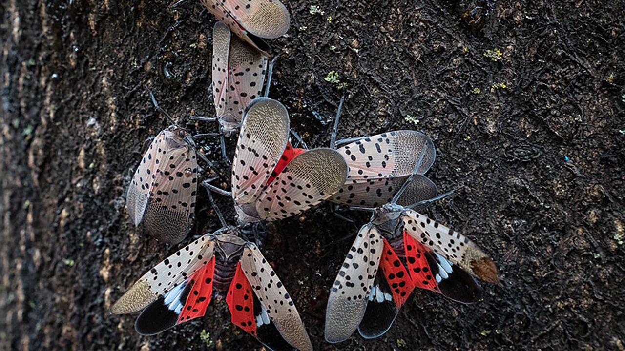 A group of spotted lanternflies feeding on a hardwood tree.